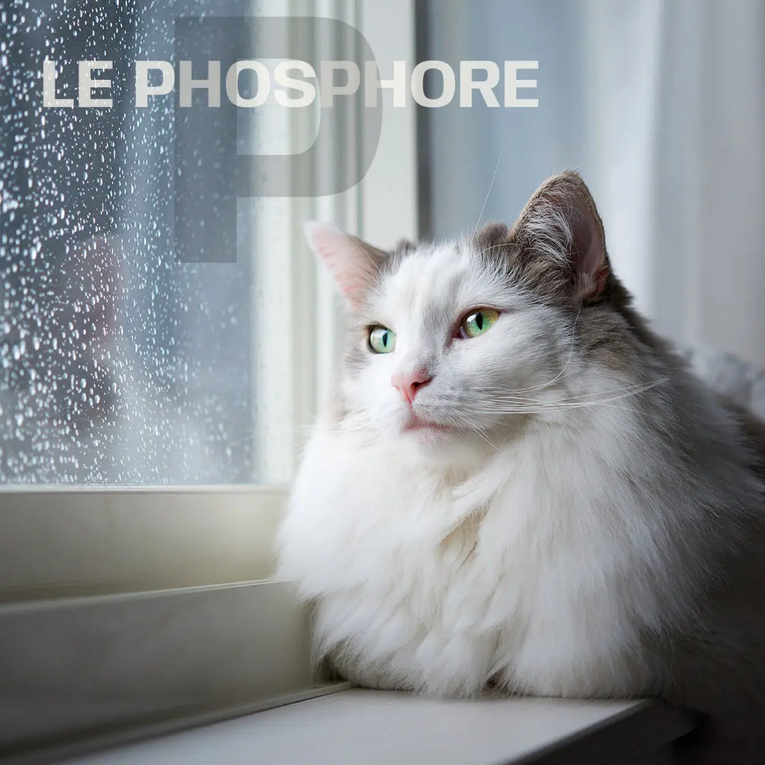 Pourquoi-le-Phosphore-est-il-important Felicani+