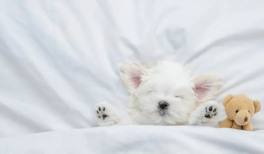 Comment bien s'occuper de votre chiot de son arrivée à son passage à l'âge adulte ?