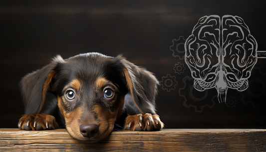 Comment fonctionne la mémoire des chiens ?