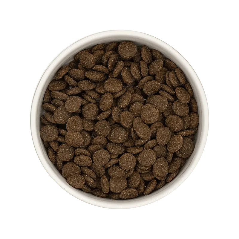 ** CHIEN ADULTE, SANTÉ DIGESTIVE, AGNEAU Felicani+