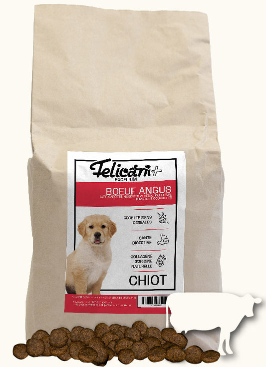 *** CHIOT EN CROISSANCE -BOEUF ANGUS