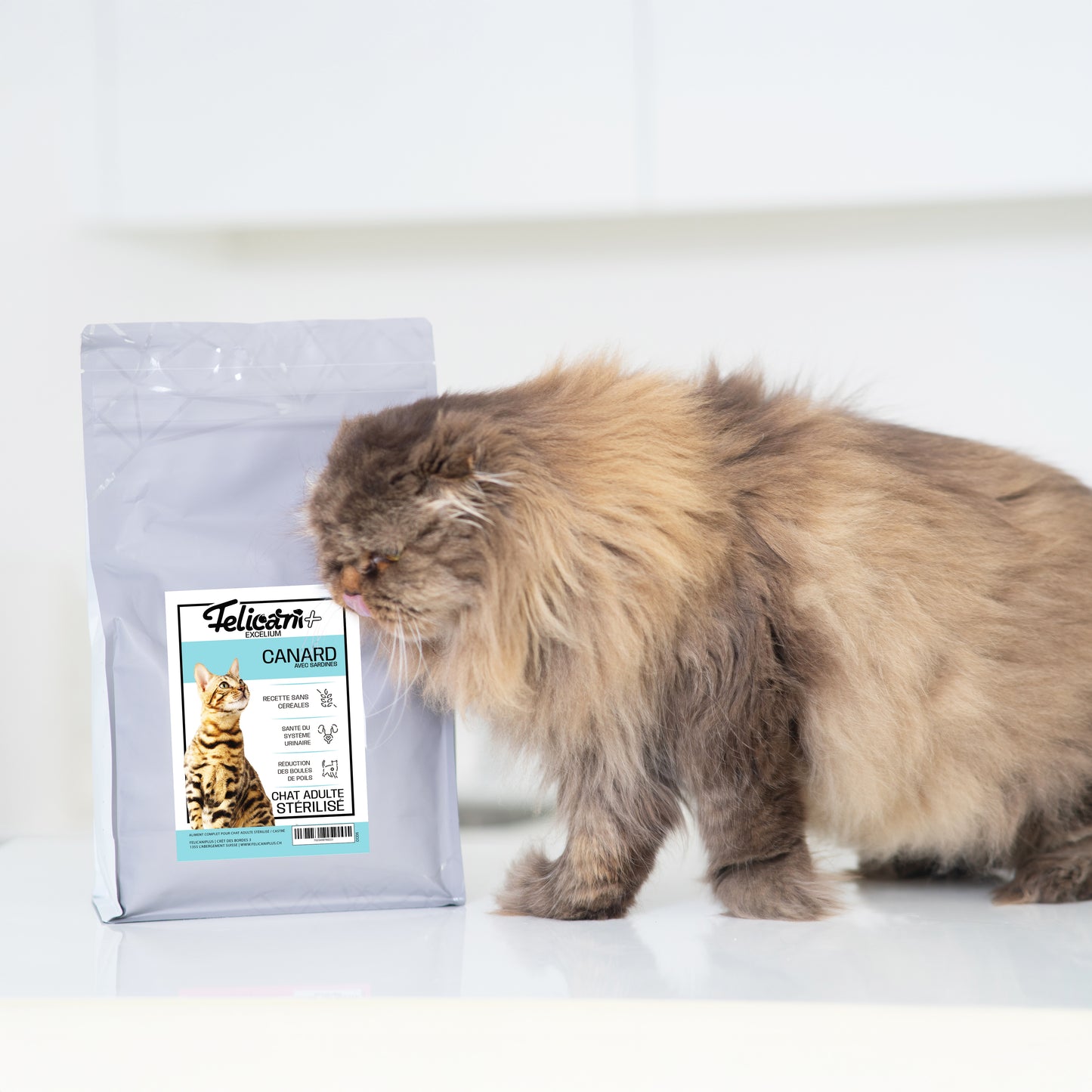 *** CHAT STÉRILISÉ, ARTICULATIONS, CANARD SARDINES